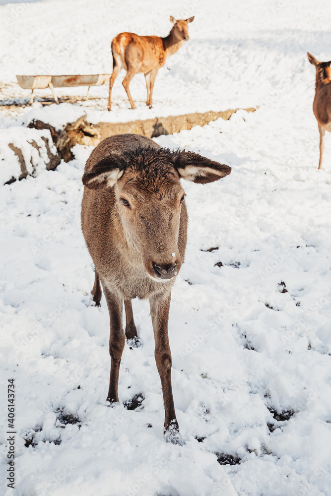 Male deer, and several deer in the wonderful winter landscape Male deer, and several deer in the wonderful winter landscape