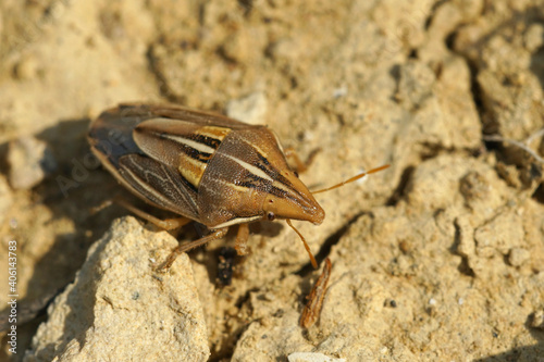 A colorful bug   Aelia kluggi  crawling on the ground in Southern France 