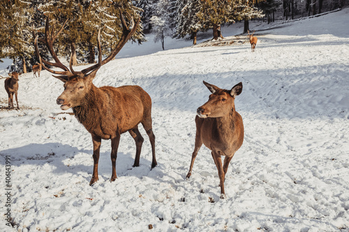 Male deer, and several deer in the wonderful winter landscape © Doralin