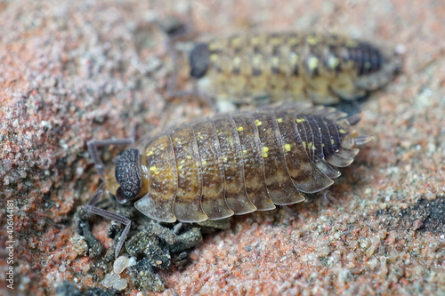 Close up of a woudlouse species , Porcellio spinicornis, which prefers stones