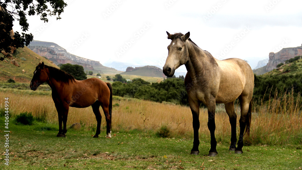 Landscape photo of wild horse on a farm. near Golden Gate. Landscape photo of wild horse on a farm. near Golden Gate.