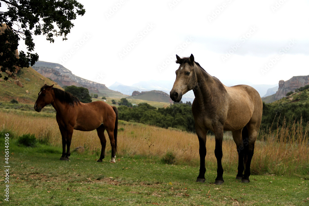 Landscape photo of wild horse on a farm. near Golden Gate. 