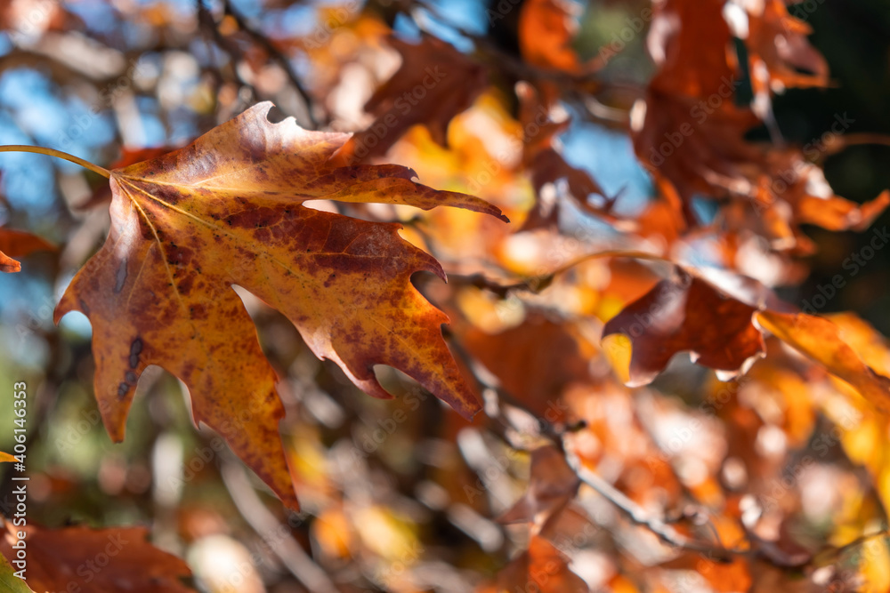 Fototapeta premium Close up view of plane tree dry leaf in autumn background.