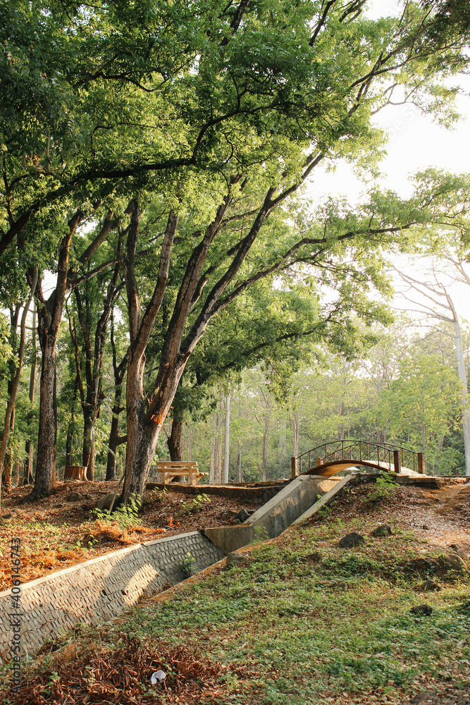 Fototapeta premium Bridge by the forest