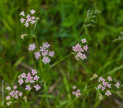 Pink meadow flowers closeup in summer on a green background