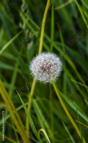 White dandelions closeup in summer on a green background