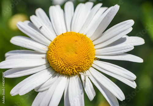 Daisy flower closeup on a green background in summer