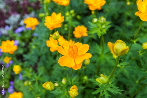 Yellow flowers closeup