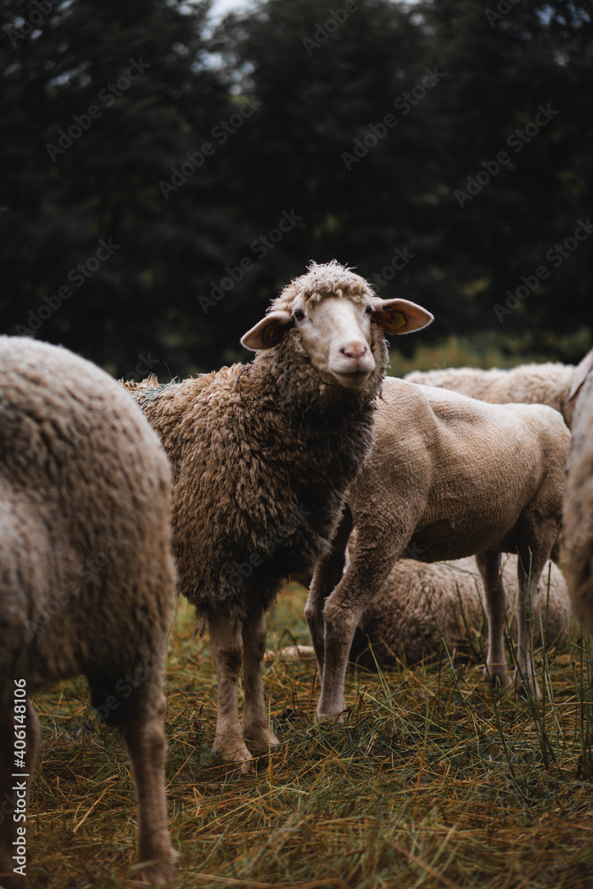 Curious sheep 
