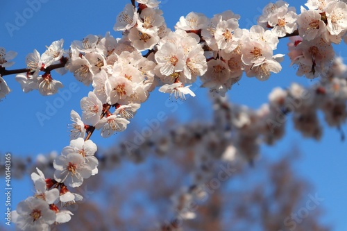 Sunlit bunch of small pale pink and white flowers on plum tree twig. Detail prunus blossom in spring orchard. Macro closeup of lush plum truss in full bloom on a branch. Blurred blue sky background