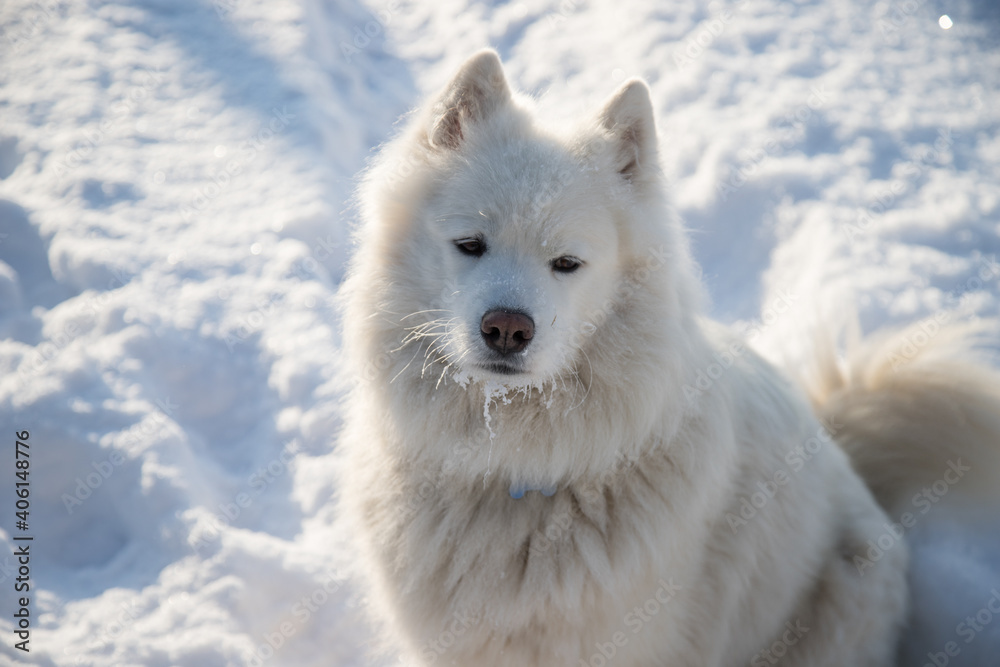 Fluffy white dog breed Samoyed on the background of white snow. Horizontal orientation