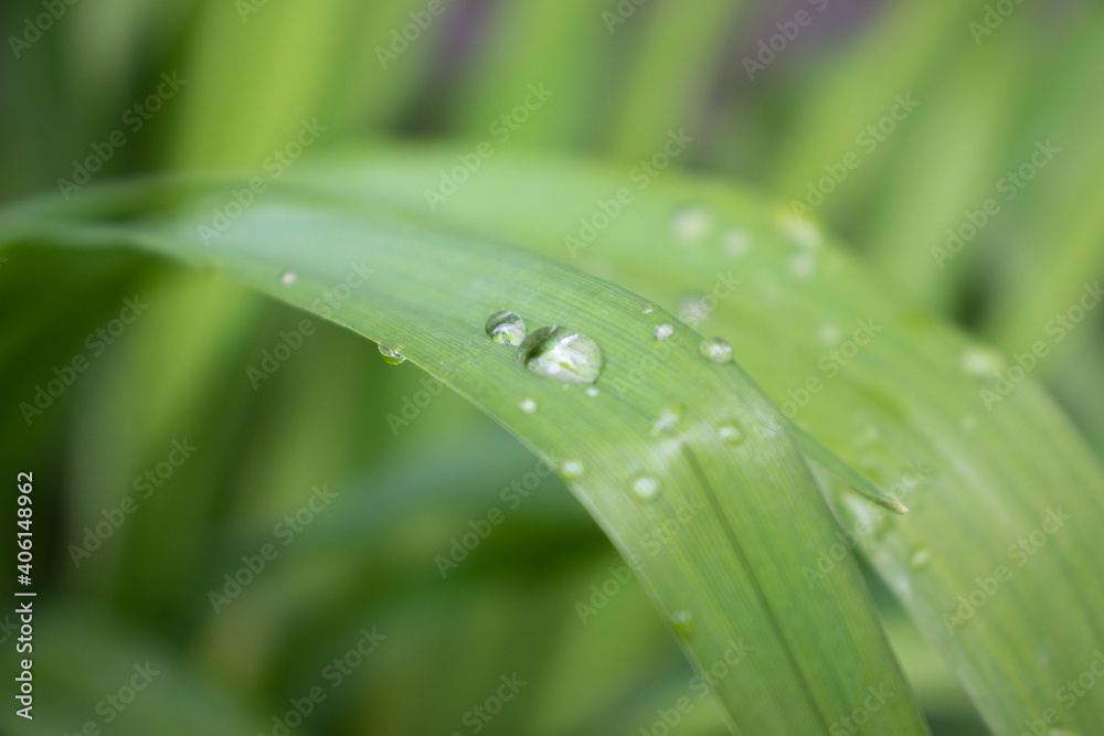 Sparkling raindrops on elongated iris leaf. Leaf covered with water drops after rain. Dew droplets on bearded iris leaf. Macro wallpaper with blurred background and copy space. Sparkling raindrops on elongated iris leaf. Leaf covered with water drops after rain. Dew droplets on bearded iris leaf. Macro wallpaper with blurred background and copy space.