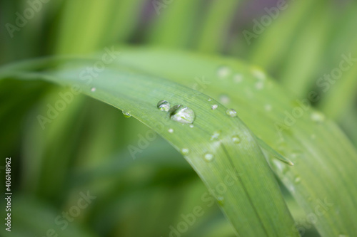 Sparkling raindrops on elongated iris leaf. Leaf covered with water drops after rain. Dew droplets on bearded iris leaf. Macro wallpaper with blurred background and copy space.