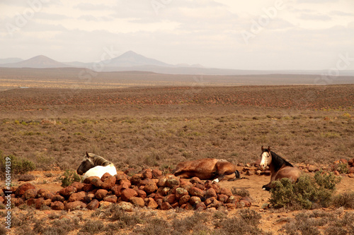 Colored winter landscape photo of wild horses in a field of Rooisand. Wild horses are protected and roam freely in the Overberg. photo