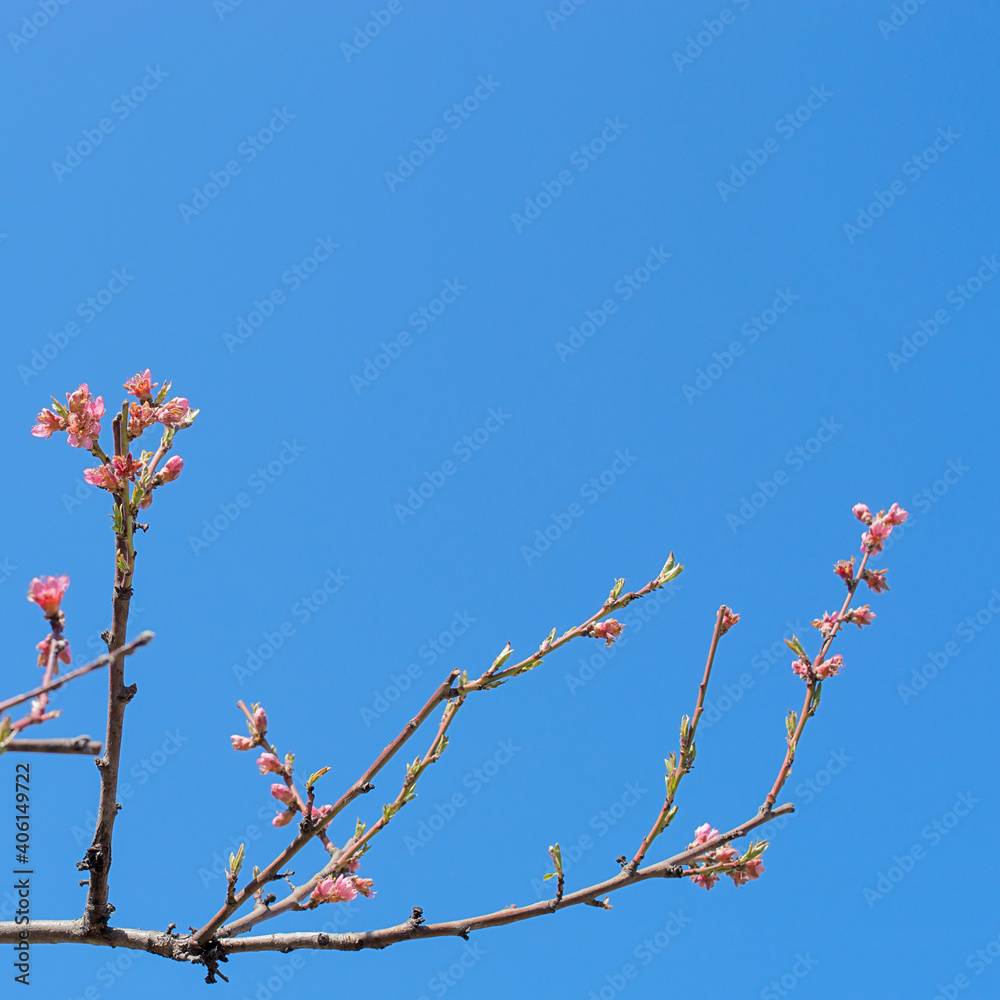 A peach tree branch with blossoming leaves and pink flowers against a blue sky. Flowering plants in early spring in the garden. Close-up. Copy space. A peach tree branch with blossoming leaves and pink flowers against a blue sky. Flowering plants in early spring in the garden. Close-up. Copy space.