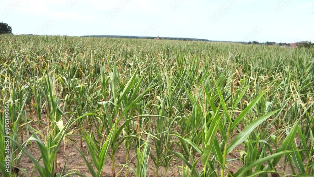Corn field affected by drought. Agriculture drought, Farming, Cultivated Land Corn field affected by drought. Agriculture drought, Farming, Cultivated Land