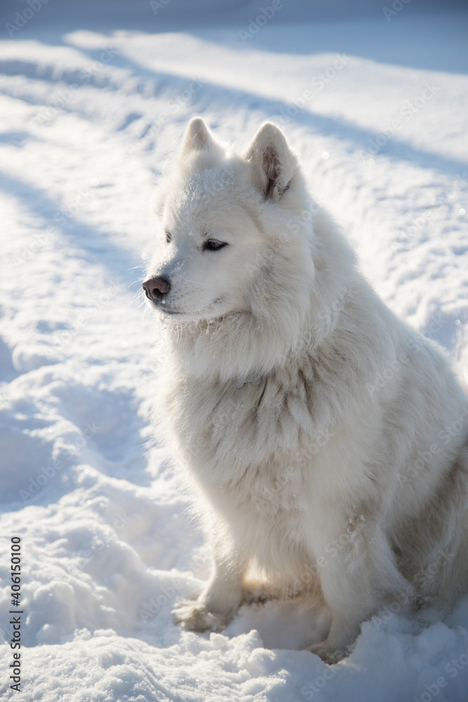 A Samoyed dog sits on the snow and looks into the distance. Vertical orientation