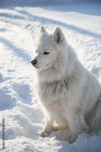 A Samoyed dog sits on the snow and looks into the distance. Vertical orientation