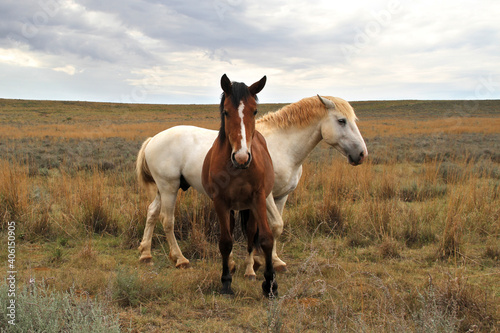 A photo of horses in a beautiful landscape on farms in South Africa. 