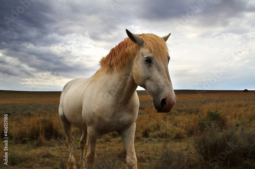  Landscape photo of a white horse  in a field. 