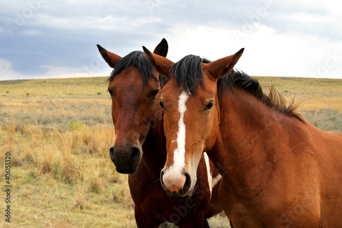  Landscape photo of a two brown horse's heads. American saddle horses.  © Elizabeth Lombard