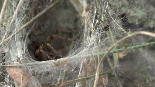Eine Trichterspinne Agelena labyrinthica wartet am Ende des Fangtrichters in ihrer Wohnhöhle auf ins Netz gegangene Insekten und erbeutet Grashüpfer photo