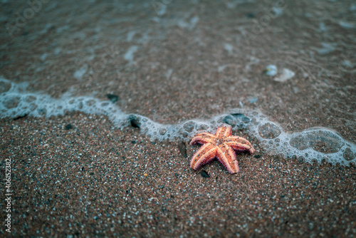 Fototapeta Naklejka Na Ścianę i Meble -  on a beach of the Baltic Sea lies an orange starfish