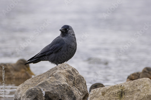 Foto The western jackdaw standing on stones by the river in the background ducks floating on the water