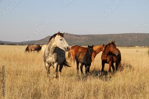 A photo of horses in a beautiful landscape on farms in South Africa. 