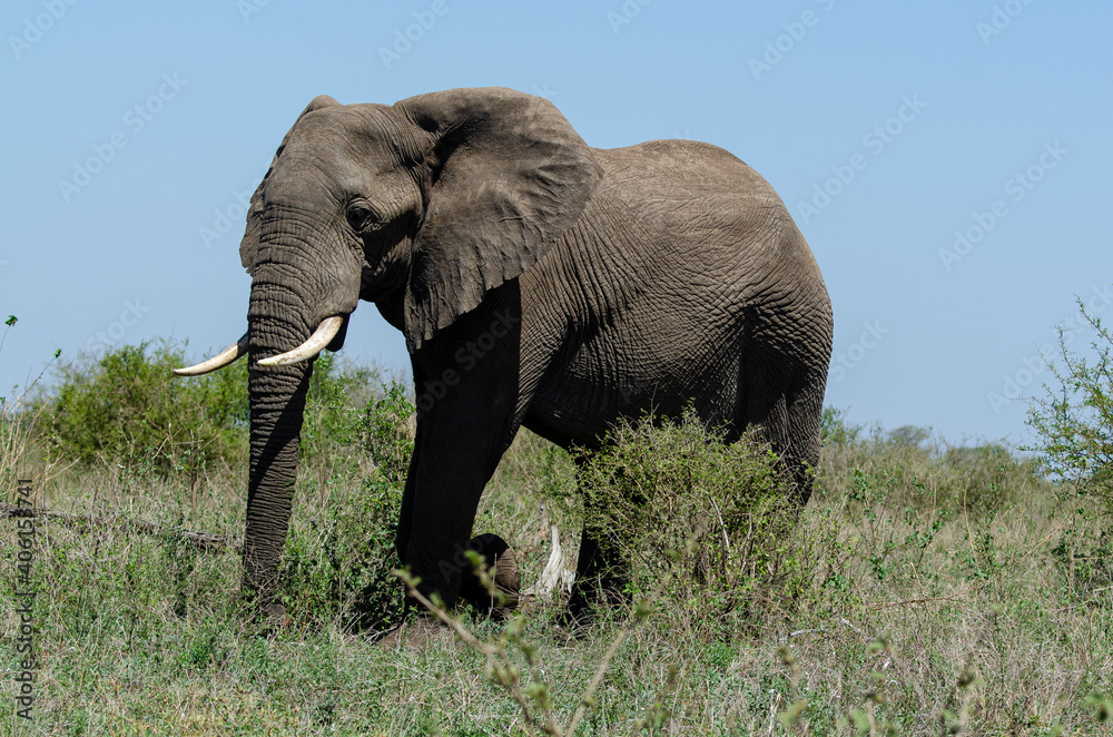 Fototapeta premium Éléphant d'Afrique, Loxodonta africana, Parc national Kruger, Afrique du Sud