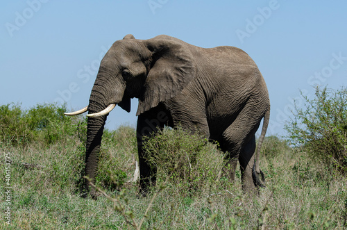   l  phant d Afrique  Loxodonta africana  Parc national Kruger  Afrique du Sud