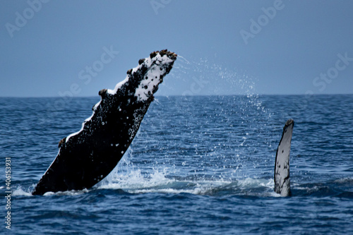 ザトウクジラ © Bages