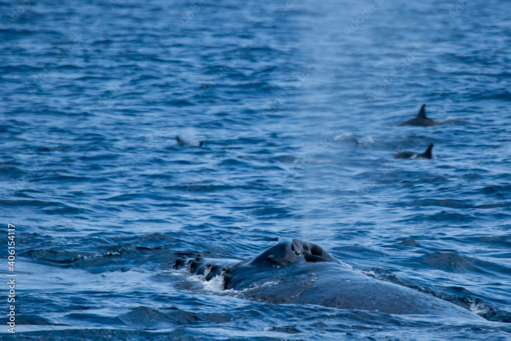 Fototapeta premium ザトウクジラ