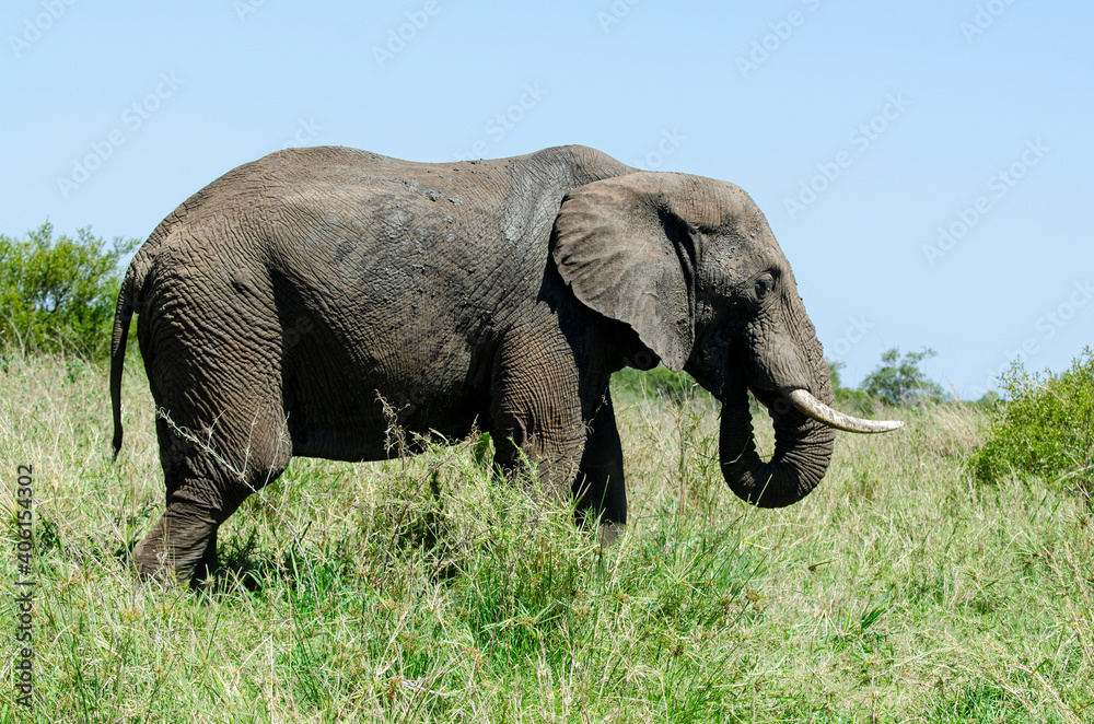 Éléphant d'Afrique, Loxodonta africana, Parc national Kruger, Afrique du Sud