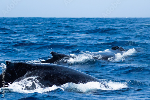 ザトウクジラ © Bages