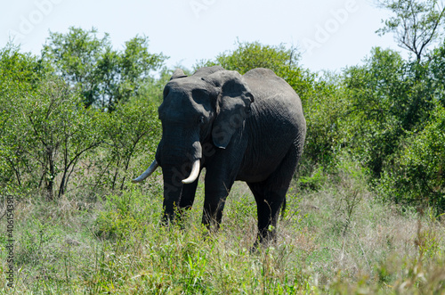   l  phant d Afrique  Loxodonta africana  Parc national Kruger  Afrique du Sud