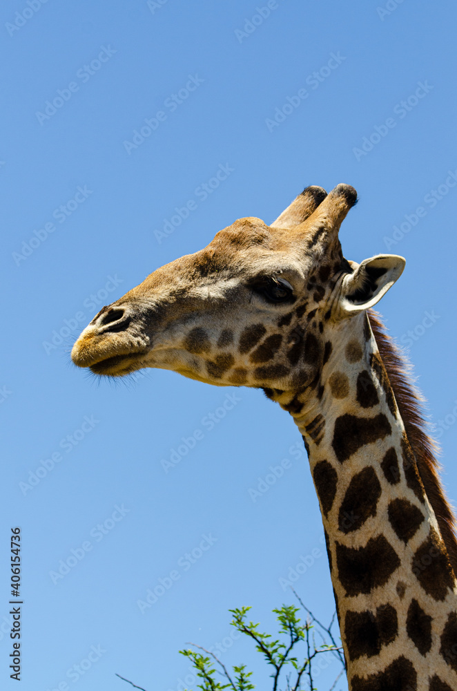 Girafe, Giraffa Camelopardalis, Parc national Kruger, Afrique du Sud Girafe, Giraffa Camelopardalis, Parc national Kruger, Afrique du Sud