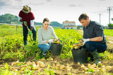 Friendly team of farmers harvest potatoes on farm field