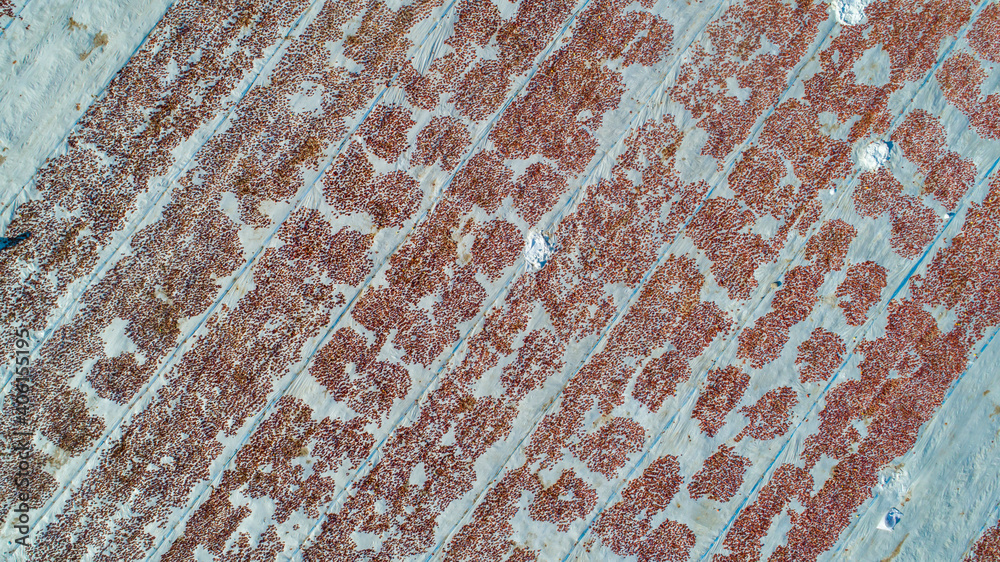 farmers are drying tomatoes, production of dried tomatoes farmers are drying tomatoes, production of dried tomatoes