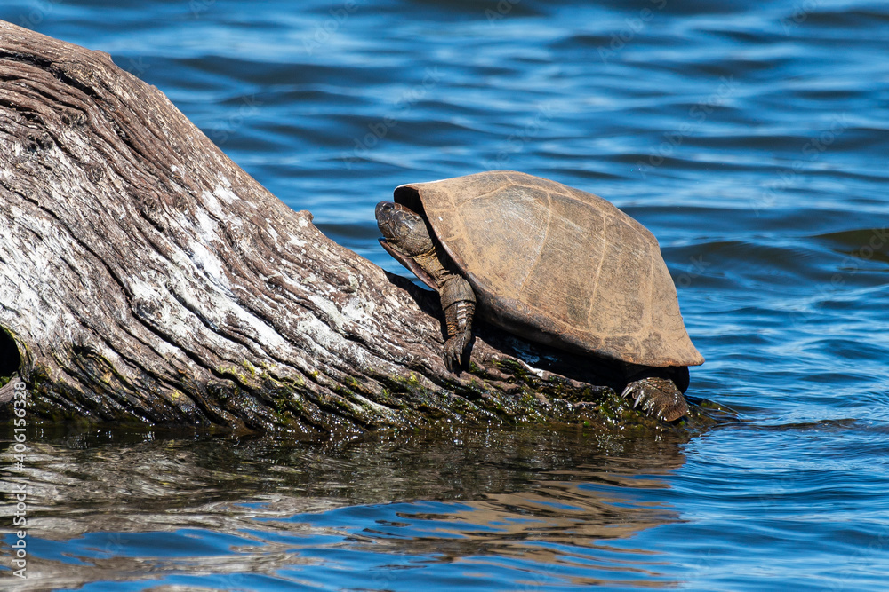 Fototapeta premium Péloméduse noire, Pelomedusa subrufa nigra, Parc national Kruger, Afrique du Sud