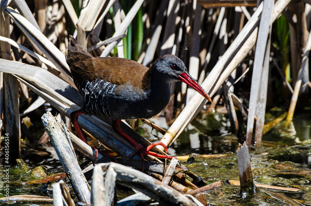 Râle bleuâtre,.Rallus caerulescens , African Rail Râle bleuâtre,.Rallus caerulescens , African Rail