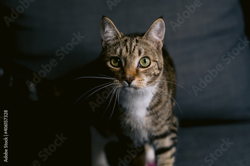Wallpaper Mural portrait of a cat Torontodigital.ca