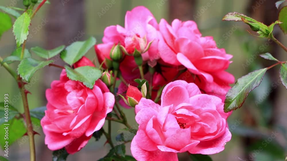 wild pink rose blooming close up
wild pink rose blooming close up