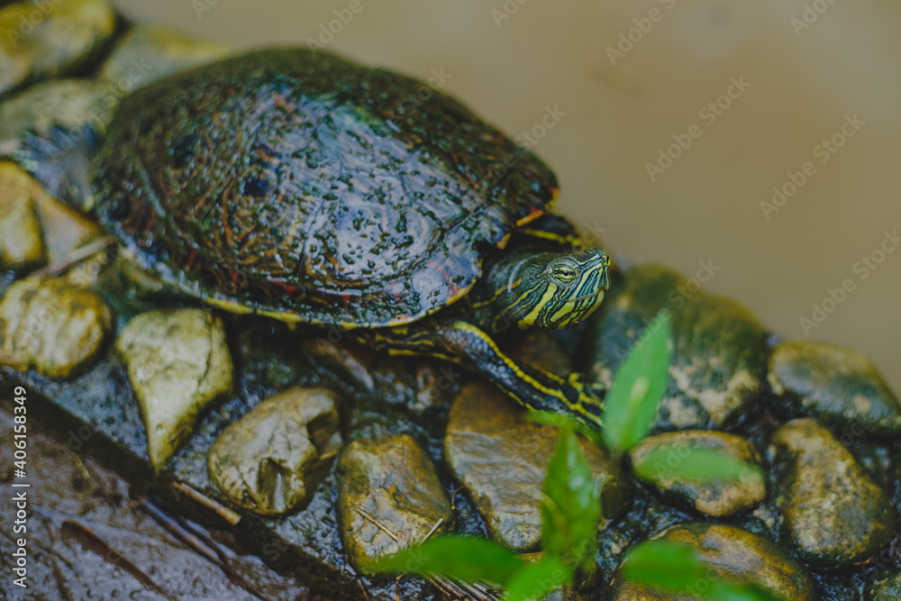 Obraz premium Tortuga en la orilla del agua