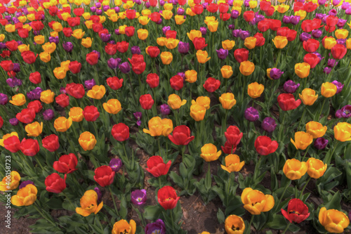 Group of colorful spring tulips low angle Sunken Garden Lincoln Nebraska Lancaster County photo