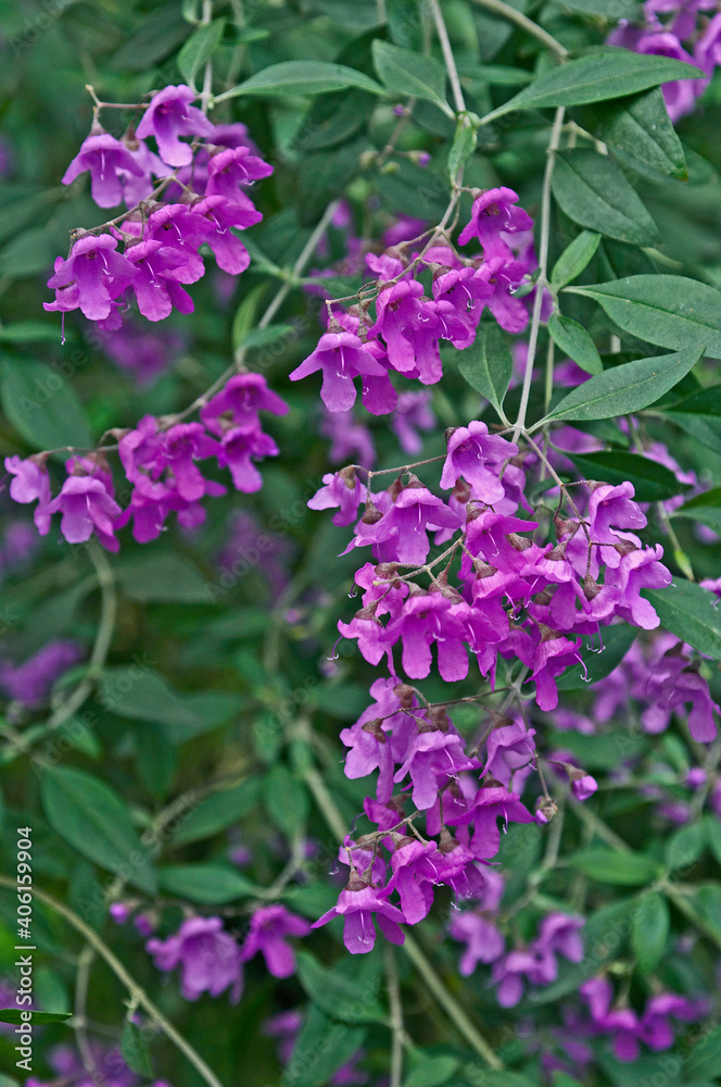 A close up of Prostanthera ovalifolia in the Temperate House at Kew Gardens