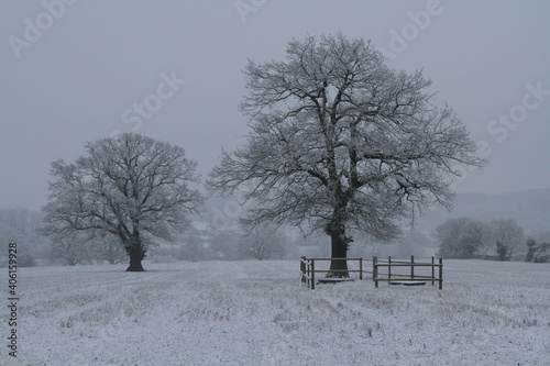 Oak Trees in a Snow Covered Field, in Shakespeare Country Alcester, Warwickshire, UK. photo