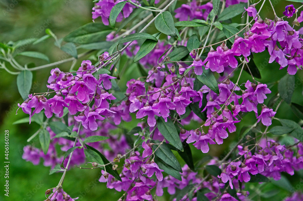 A close up of Prostanthera ovalifolia in the Temperate House at Kew Gardens A close up of Prostanthera ovalifolia in the Temperate House at Kew Gardens