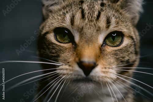 portrait of a cat © T