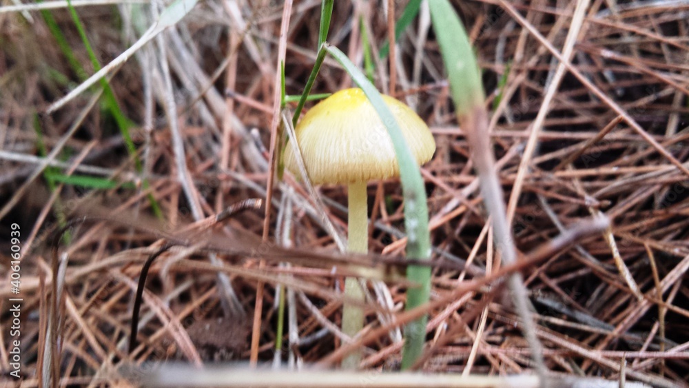 Yellow-white mushroom blurred photo from Κouvara pine forest in Greece Yellow-white mushroom blurred photo from Κouvara pine forest in Greece